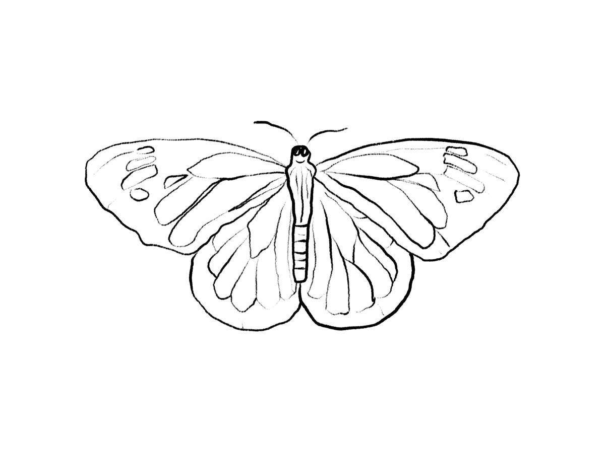 A butterfly drawn in black pencil lines on white paper, wings open.